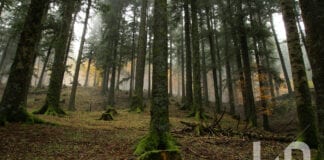 Il parco delle foreste casentinesi, gioiello di biodiversità
