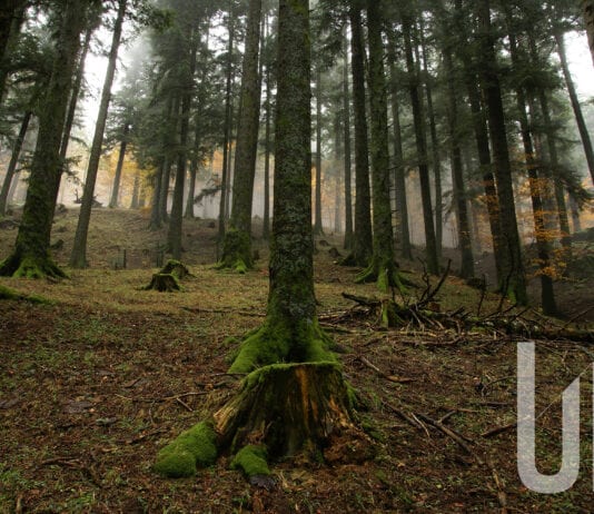 Il parco delle foreste casentinesi, gioiello di biodiversità