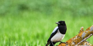 Elogio della primavera