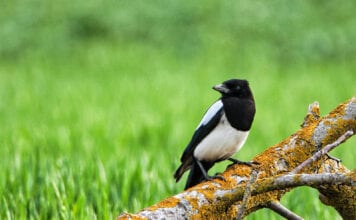 Elogio della primavera