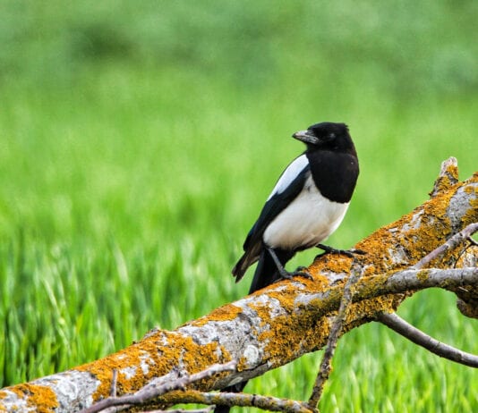 Elogio della primavera