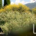 Fabbri-Vivai-Up-Magazine-3