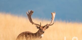Sguardi teneri di animali fantastici