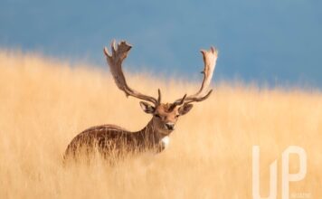 Sguardi teneri di animali fantastici