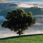 DSCF8251-Magini-Azelio