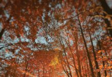 L’autunno incantato tra Arezzo e Casentino