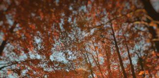 L’autunno incantato tra Arezzo e Casentino