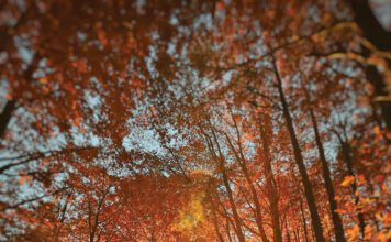 L’autunno incantato tra Arezzo e Casentino