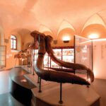 Museo-Paleontologico—Up-Magazine-00008