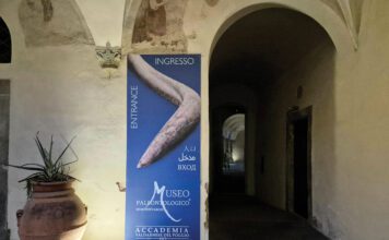 Il Museo Paleontologico