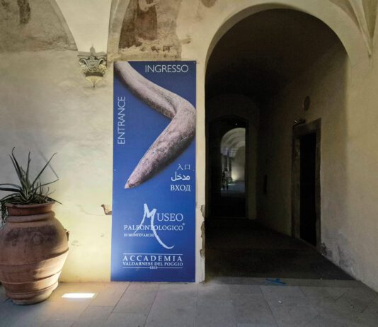 Il Museo Paleontologico