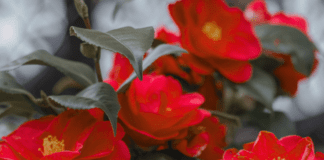 Rosso