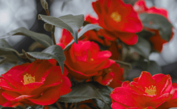 Rosso